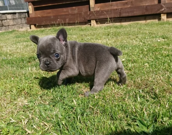 eccellenti cucciolate bouledogue francesi 60giorni | Foto 2
