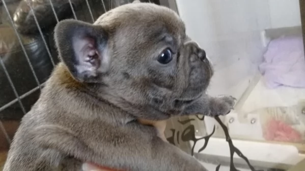eccellenti cucciolate bouledogue francesi 60giorni | Foto 1