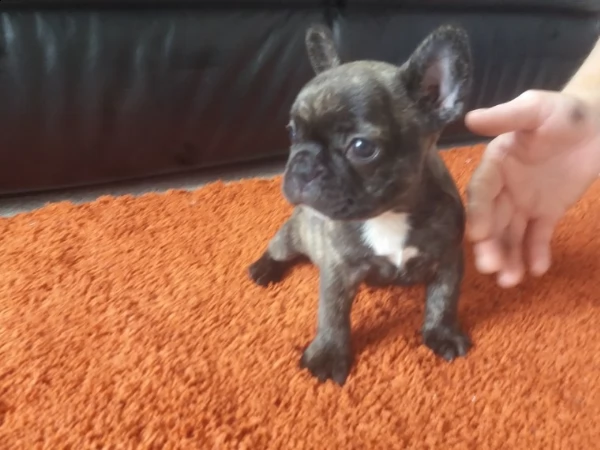eccellenti cucciolate bouledogue francesi 60giorni