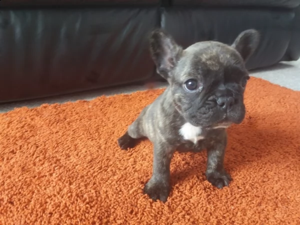 eccellenti cucciolate bouledogue francesi 60giorni | Foto 0