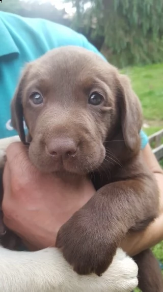 cucciolata labrador retriever  | Foto 0