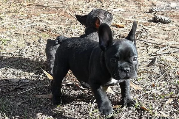 disponibili bulldog francese esotic blu occhi blu  | Foto 2