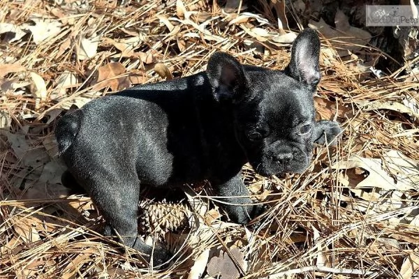disponibili bulldog francese esotic blu occhi blu  | Foto 1