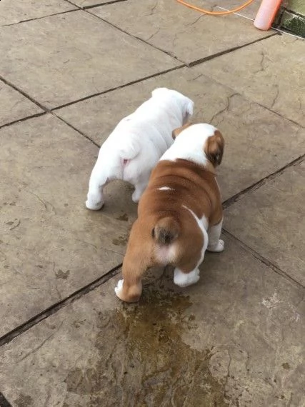 bulldog inglese cuccioli  | Foto 2
