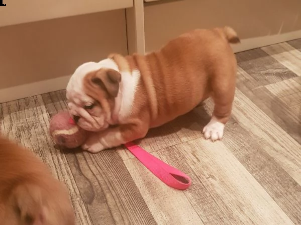 bulldog inglese cuccioli 