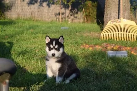 siberian husky kucciolata occhi azzurri grigi neri