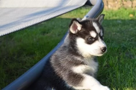 siberian husky kucciolata occhi azzurri grigi neri | Foto 1