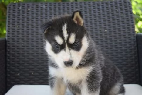 siberian husky kucciolata occhi azzurri grigi neri | Foto 0