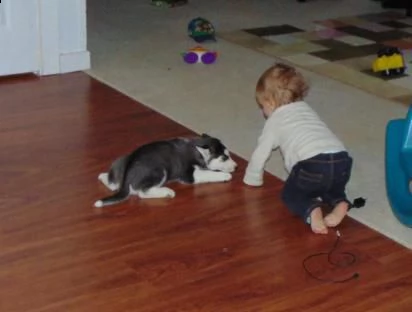 siberian husky di colore bianco/nero/grigio e con stupendi occhi