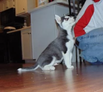 siberian husky di colore bianco/nero/grigio e con stupendi occhi | Foto 0