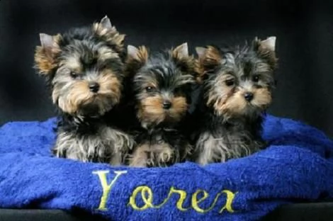 yorkshire, cuccioli di taglia piccola, pedigree roi[at]