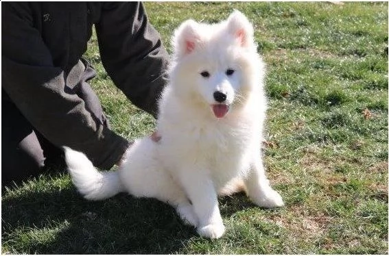 cuccioli samoiedo | Foto 1