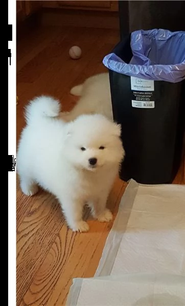 cucciola di razza samoiedo