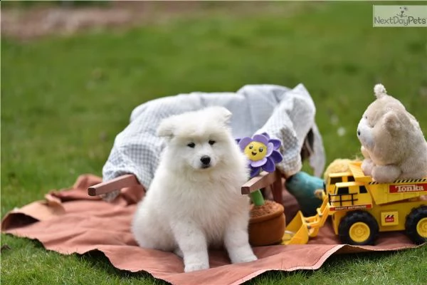 cucciola di razza samoiedo | Foto 1