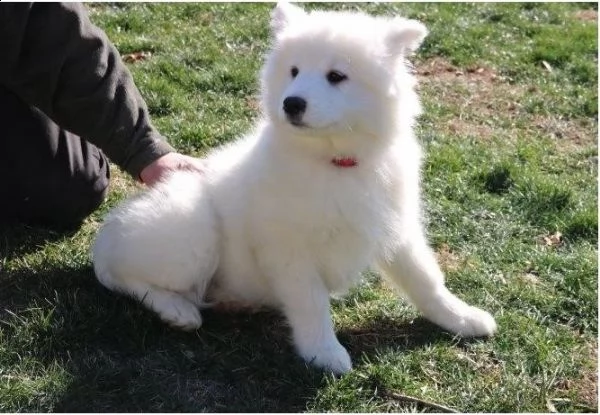 cucciola di razza samoiedo | Foto 0