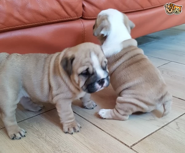 dispone due bulldog inglese bianco arancio maschio femmina