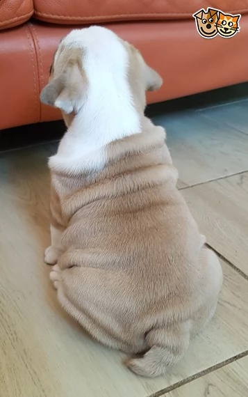 dispone due bulldog inglese bianco arancio maschio femmina | Foto 1