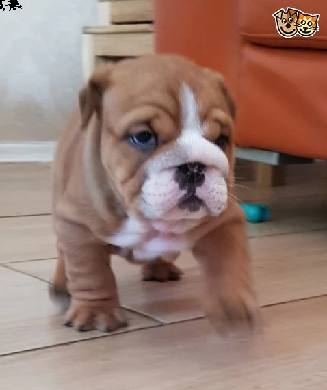 dispone due bulldog inglese bianco arancio maschio femmina | Foto 0