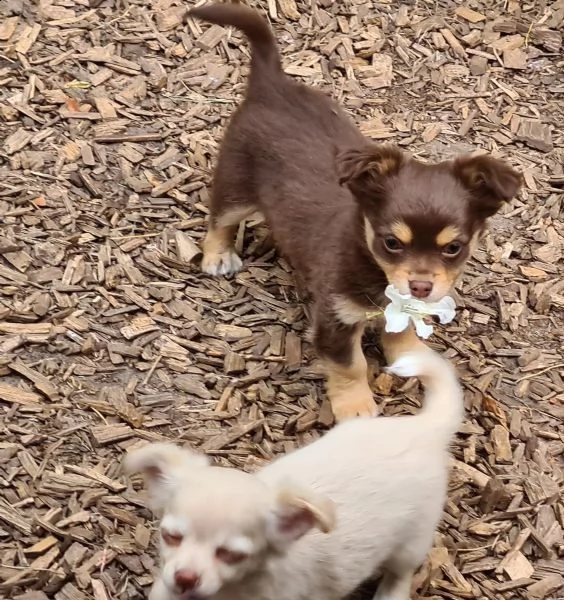 cuccioli italiani chihuahua disponibili | Foto 2