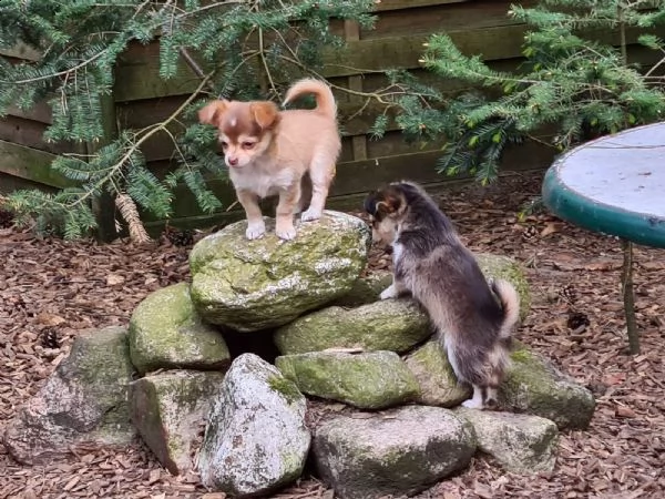 cuccioli italiani chihuahua disponibili