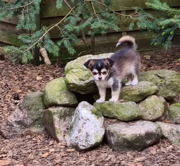 cuccioli italiani chihuahua disponibili | Foto 1