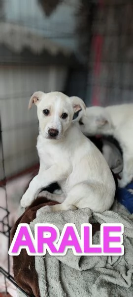 Cucciolo femmina meticcio Labrador | Foto 4
