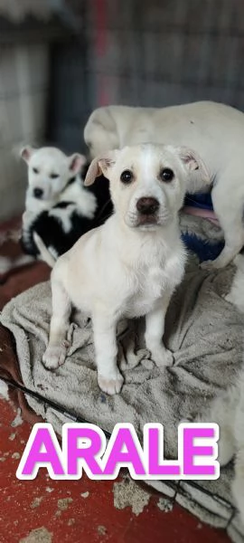 Cucciolo femmina meticcio Labrador | Foto 2