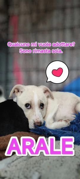 Cucciolo femmina meticcio Labrador | Foto 1