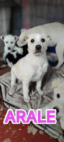 Cucciola mix Labrador | Foto 3