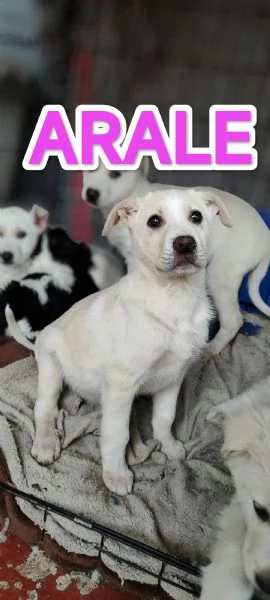 Cucciola mix Labrador | Foto 0