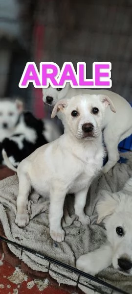 Cucciola mix Labrador