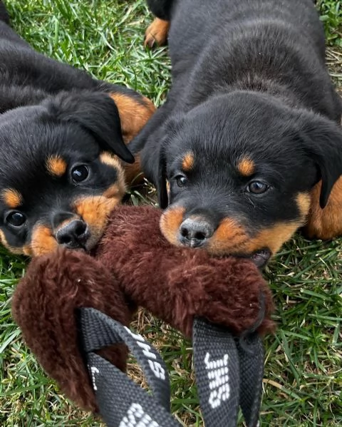 2 cuccioli di rottweiler con pedigree | Foto 3