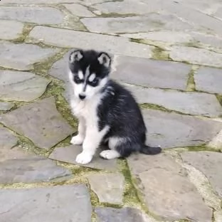  cuccioli di siberian husky 