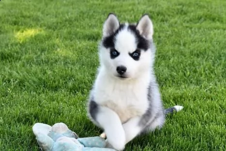 kuccioli di siberian husky con pedigree