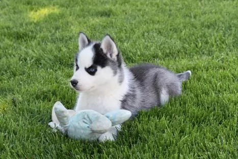 disponibili cuccioli di siberian husky