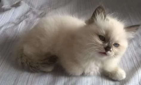  dolcissimi cuccioli ragdoll 