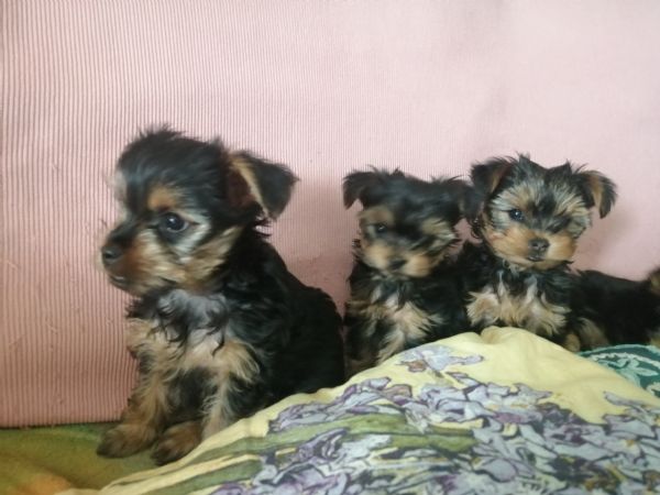 Yorkshire terrier  cuccioli di razza pura | Foto 5