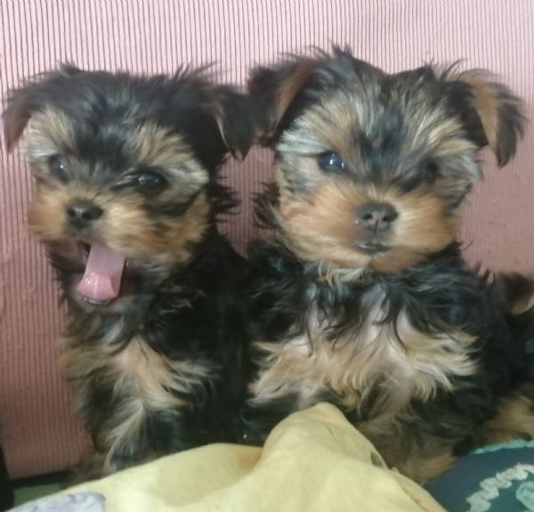 Yorkshire terrier  cuccioli di razza pura | Foto 4
