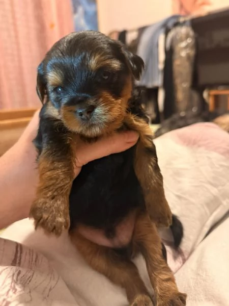 Yorkshire terrier  cuccioli di razza pura | Foto 2