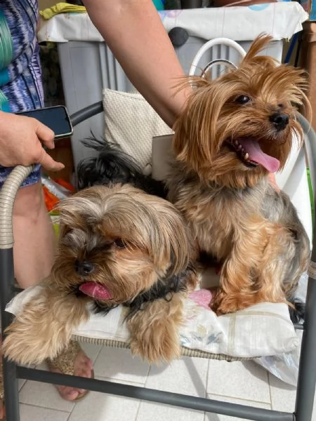Yorkshire terrier  cuccioli di razza pura | Foto 1