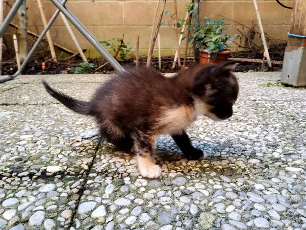 regalo gattina  | Foto 1