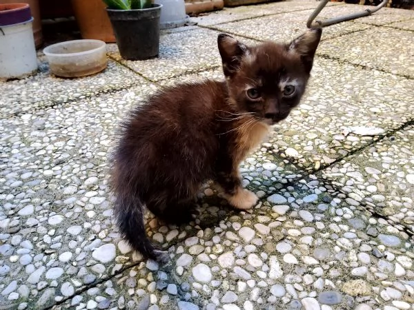 regalo gattina  | Foto 0