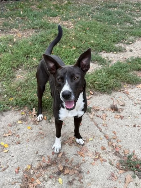 Pepe, taglia media  | Foto 0