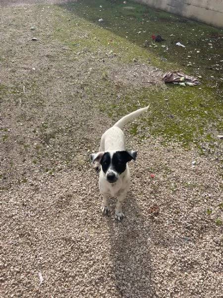 Bea taglia piccola in adozione!  | Foto 1