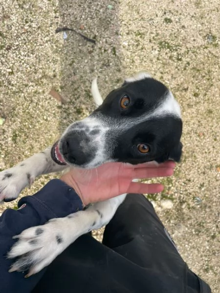 Bea taglia piccola in adozione!  | Foto 0