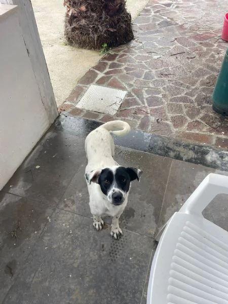 Bea taglia piccola in adozione! 