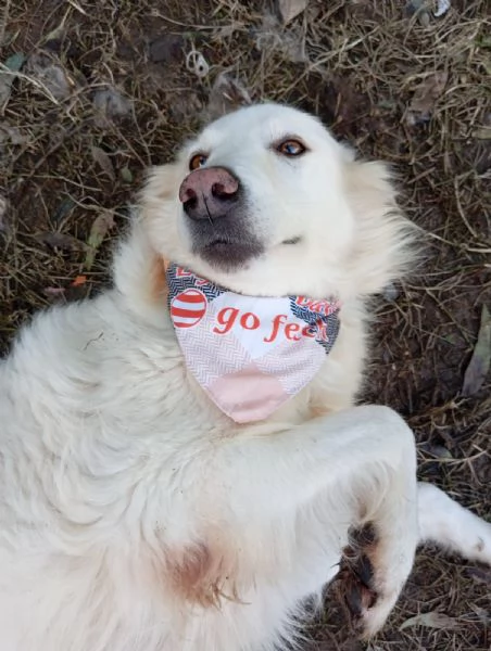 Vanda, taglia media!  | Foto 2