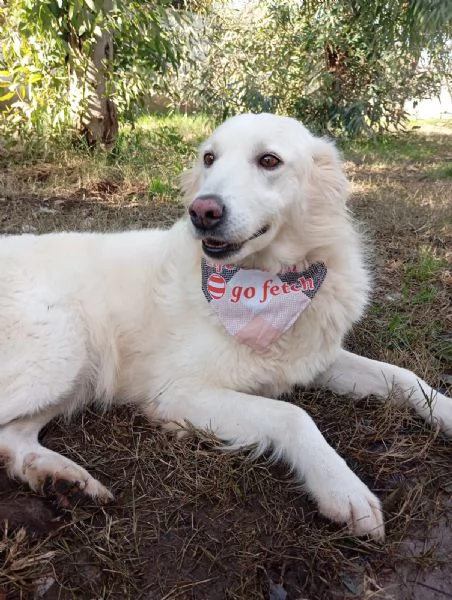 Vanda, taglia media!  | Foto 1