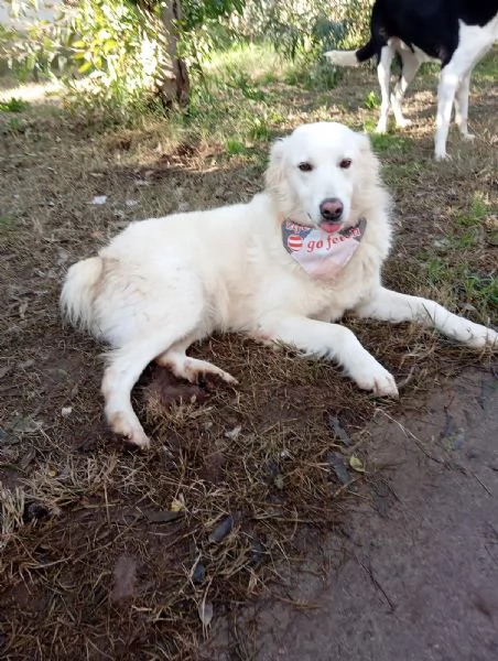 Vanda, taglia media!  | Foto 0