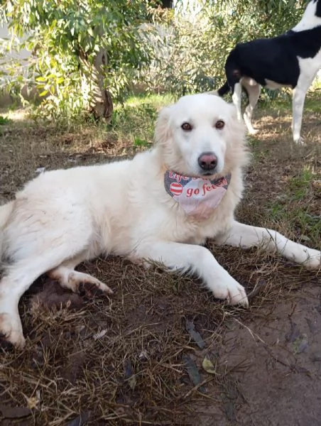 Vanda, taglia media! 